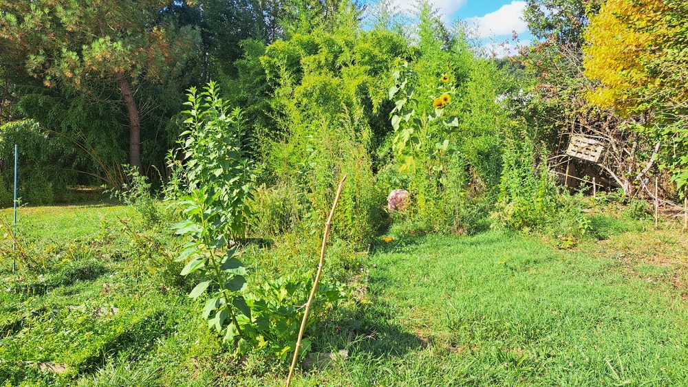 Le jardin de l’école, avec ses arbres et ses hautes plantes en été